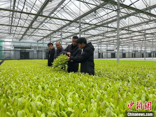 浙江农民大学生的 共富经 打造 瓜果王国 年产值达1亿元