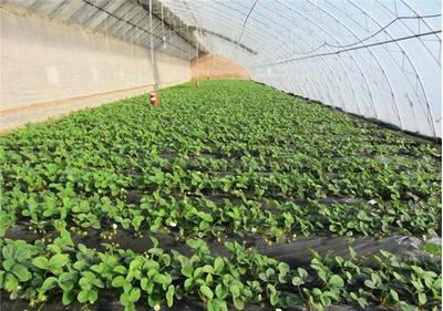 厂家供应 草莓种植图片_高清图_细节图-张北富民蔬菜种植专业合作社