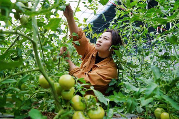 清丰县恩弘果蔬种植农民专业合作社发展特色农业促进农民增收