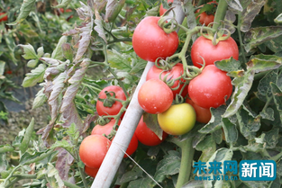 果蔬种植 抜穷根 广西田阳番茄助千余人增收脱贫