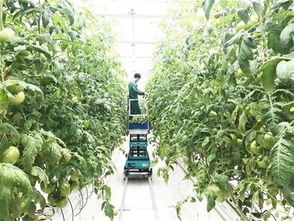 湖北科技工厂种果蔬 较传统种植提升5到10倍产量