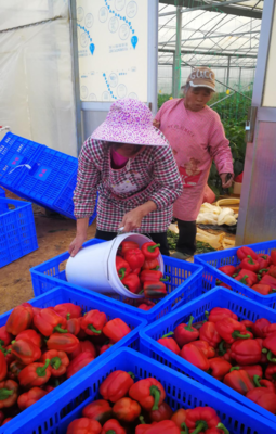 平桂区:创新大棚蔬菜发展模式助推乡村振兴